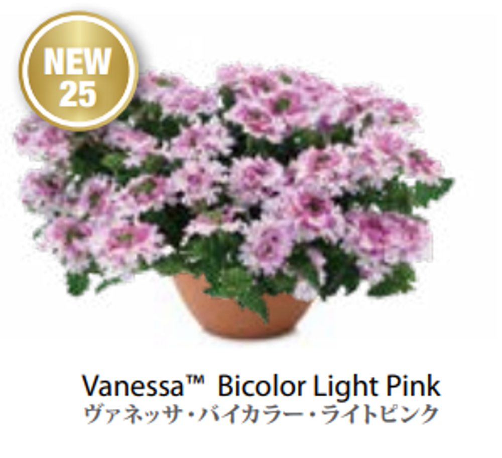 ЕВРО Вербена Verbena Vanessa Bicolor Light Pink укор черенок декабрь