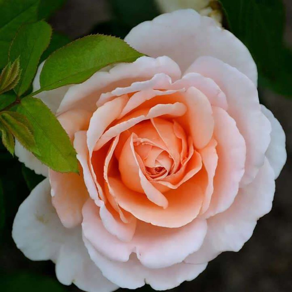 Роза кустовая Андре ле Нотре