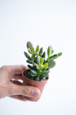 Крассула Денежное дерево d 5 см