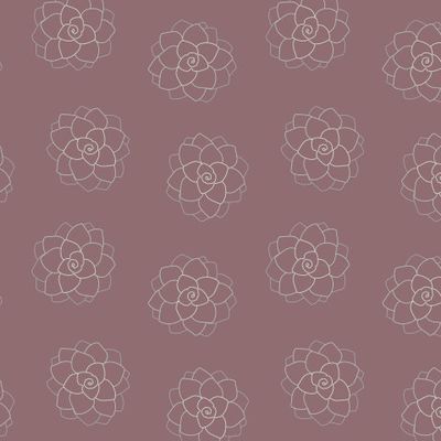 Эхеверия на темном фоне бургунди