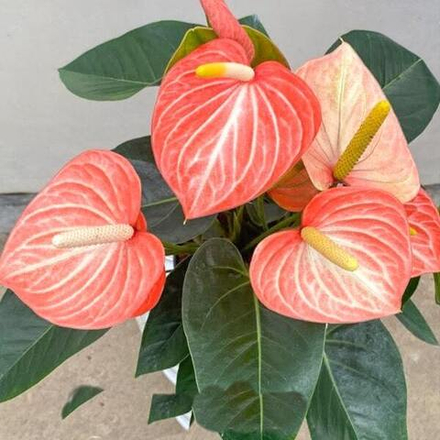 Антуриум Андрэ LIVIUM ORANGE