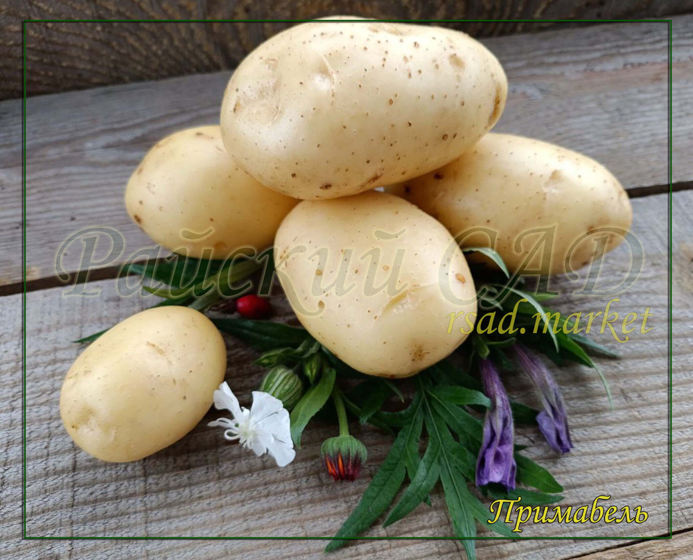 Семенной Картофель Примабель