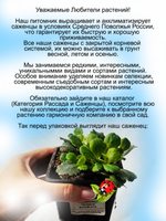 Камнеломка Теневая Вариегата пёстролистная