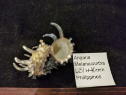 Ангария Империалис