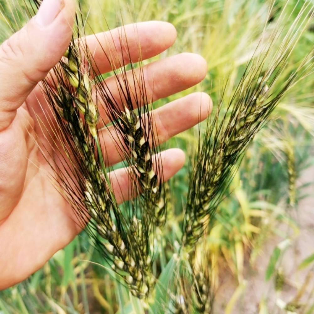 Пшеница Персидская Карталинская - Triticum Carthlicum