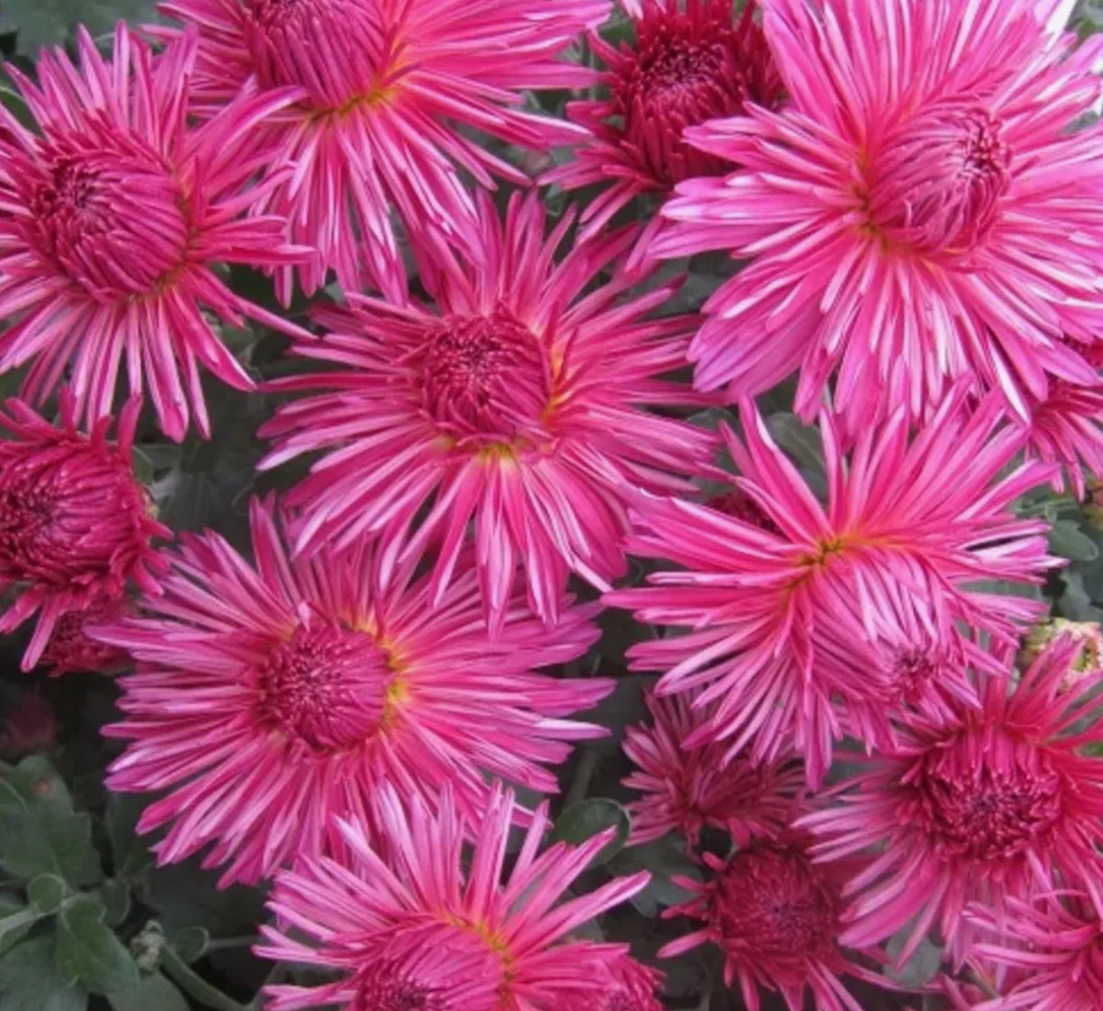 Хризантема корейская Серебряная ладья рассада ОКС