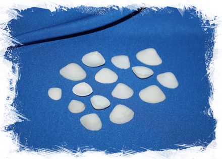 Вит вайт клам, 1-2,5см, 100гр, 350шт