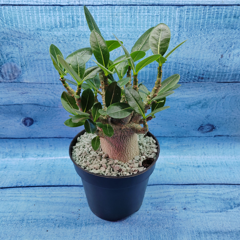 Adenium Baobab (Адениум)