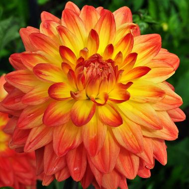 17143 Георгин LABELLA MEDIO FUN ORANGE FLAME