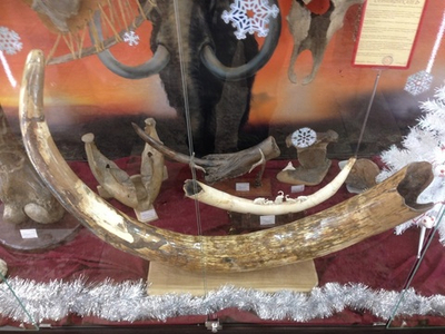 Бивень мамонта