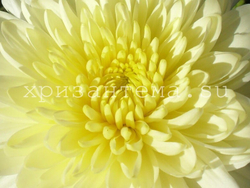 хризантема кустовая белая фото