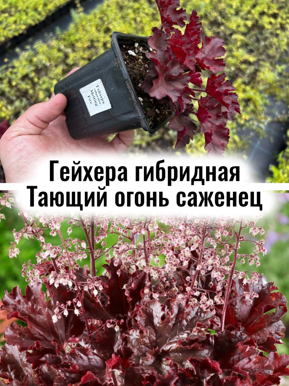 Гейхера гибридная "Тающий огонь" Мелтинг Файр бордо саженец р9