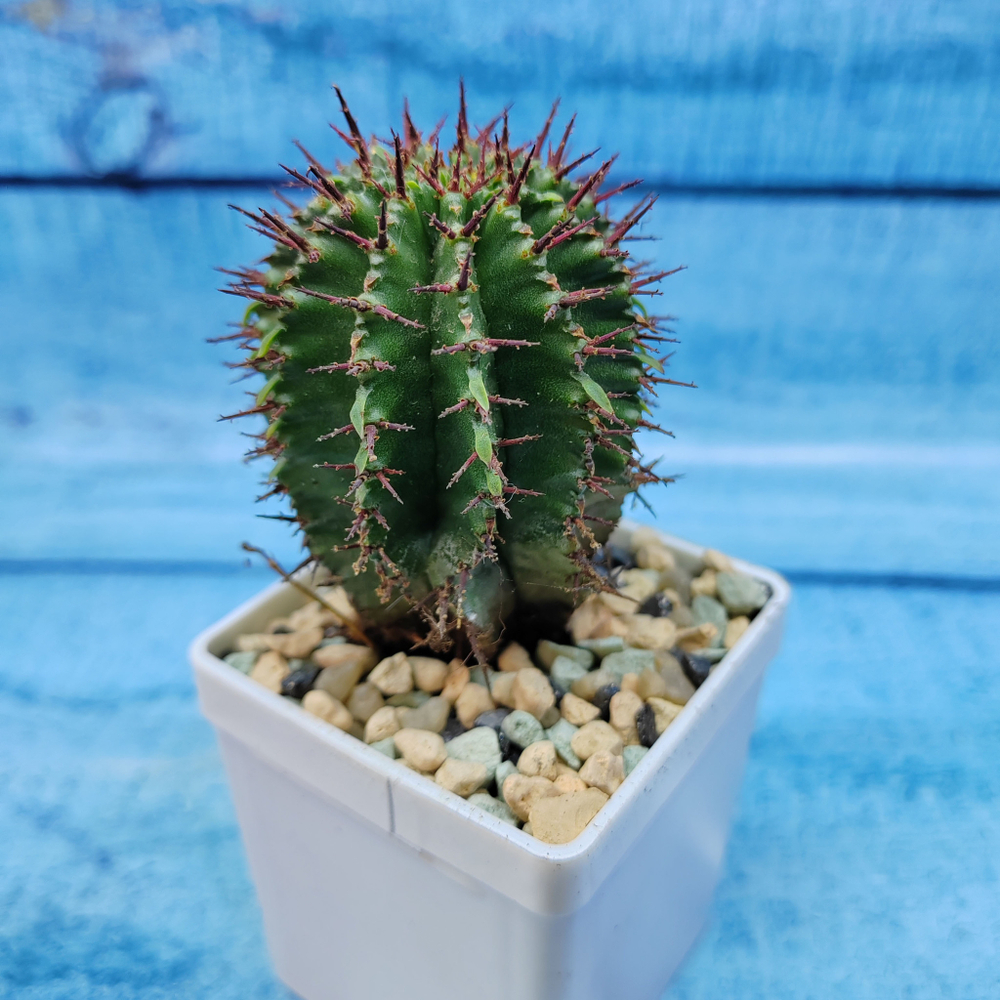 Euphorbia Horrida (Эуфорбия)