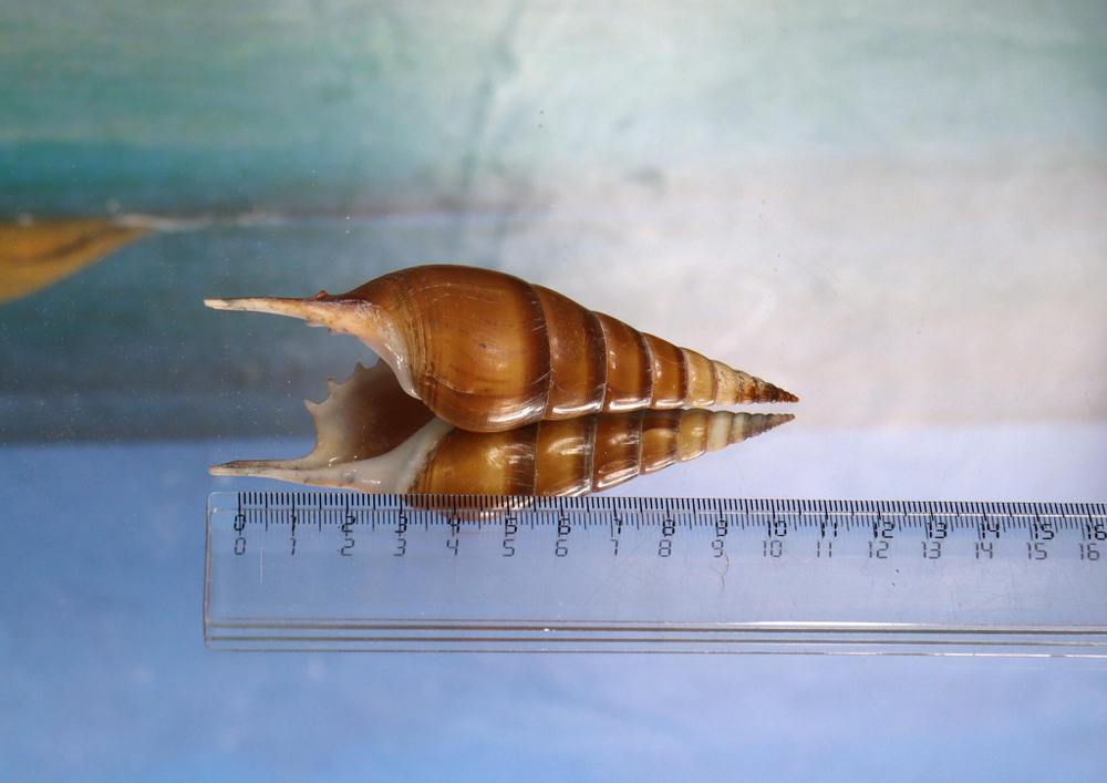 Тибия кирта (Tibia curta) 10-11 см.