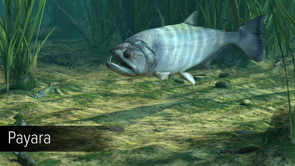 Ultimate Fishing Simulator - Amazon River (для ПК, цифровой код доступа)