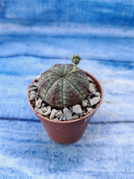 Euphorbia Obesa (Эуфорбия)