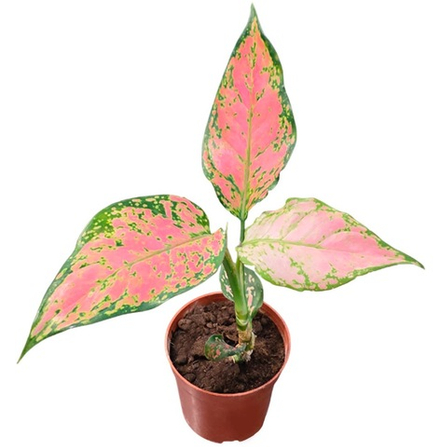 Аглаонема Споттед Стар