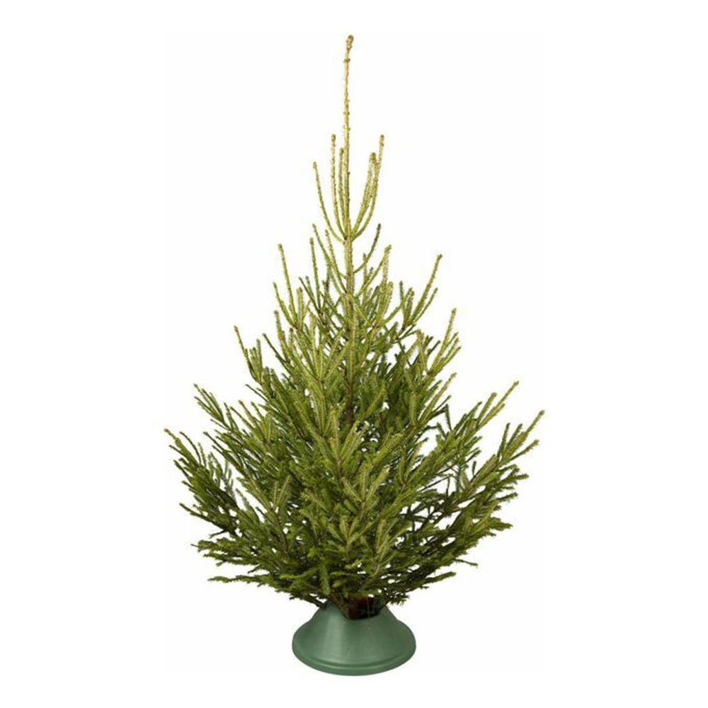 Ель стандарт до 1,5 м