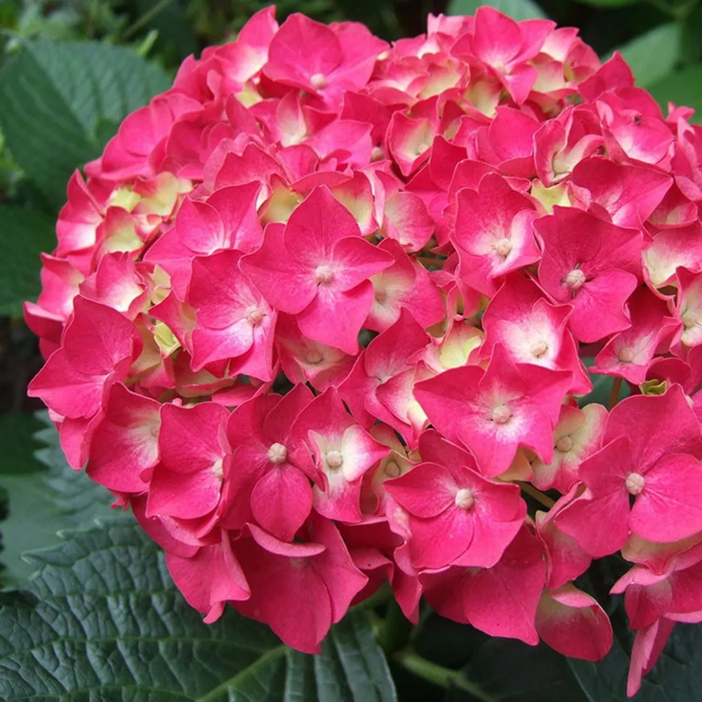 Forever & Ever Red/Фореве Энд Эвер Ред (Стандарт поставки Р9)2025г.