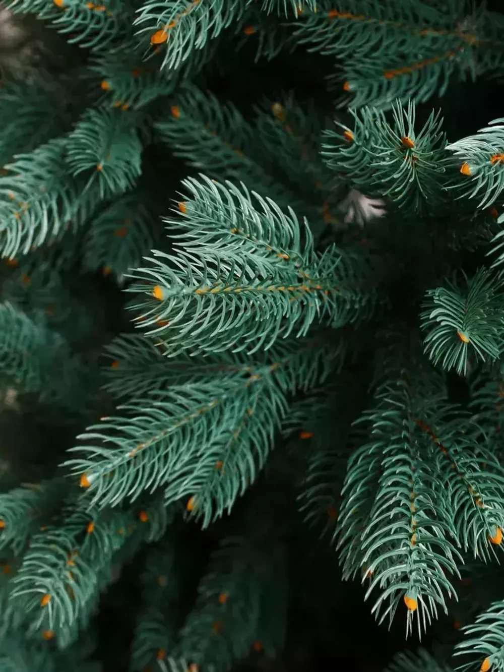 Ель голубая искусственная «Бордо» (Литая хвоя) 180 см / 1.8 м