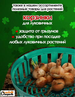 Тюльпан Луковица, Джимми, 3 шт, крупный разбор