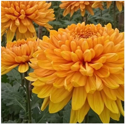 Хризантема Tuvalu🌼 о.4