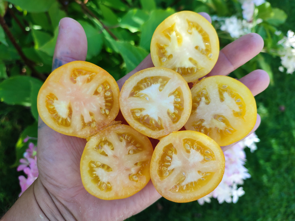 Пудовка жёлтая сорт томата