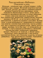 Роза Молинью английская жёлтая