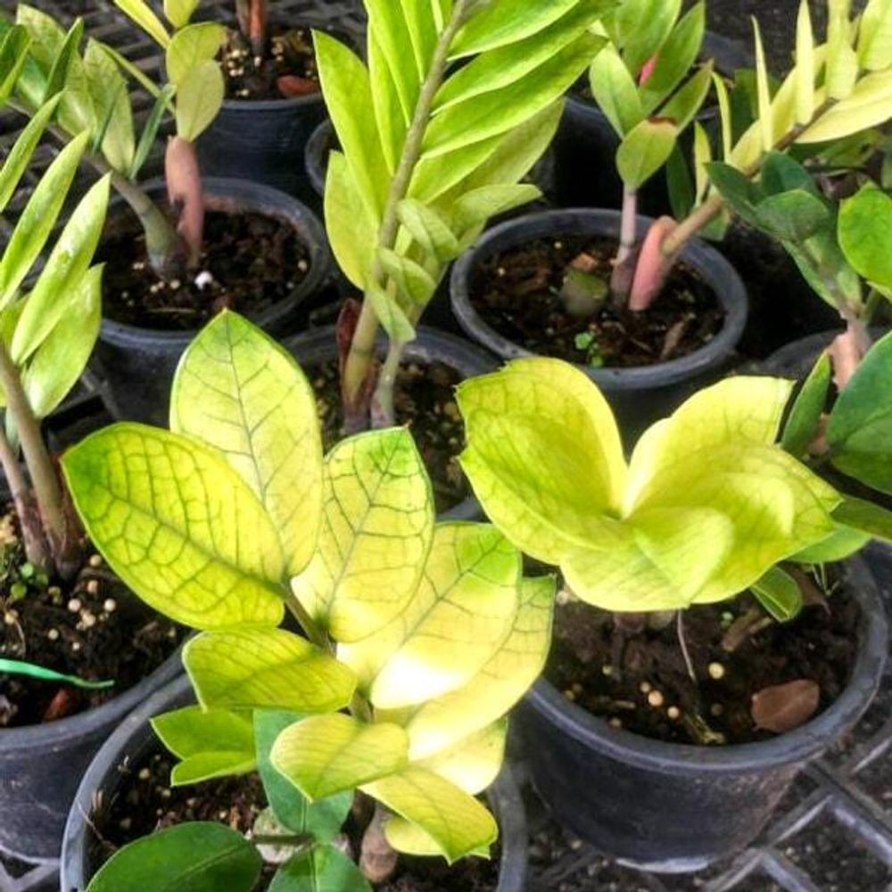 Замиокулькас GOLD