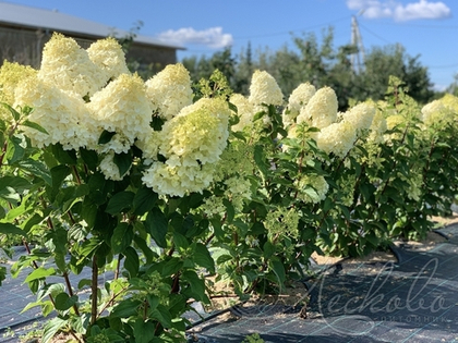 Гортензия метельчатая Silver Dollar