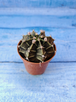 Gymnocalycium Friedrichii (Гимнокалициум)