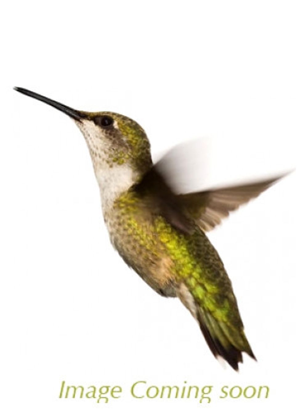 Chipie Quiddity Riot