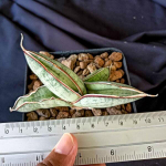 Сансевиерия EILENSIS