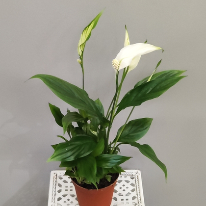 Спатифиллум Шопен