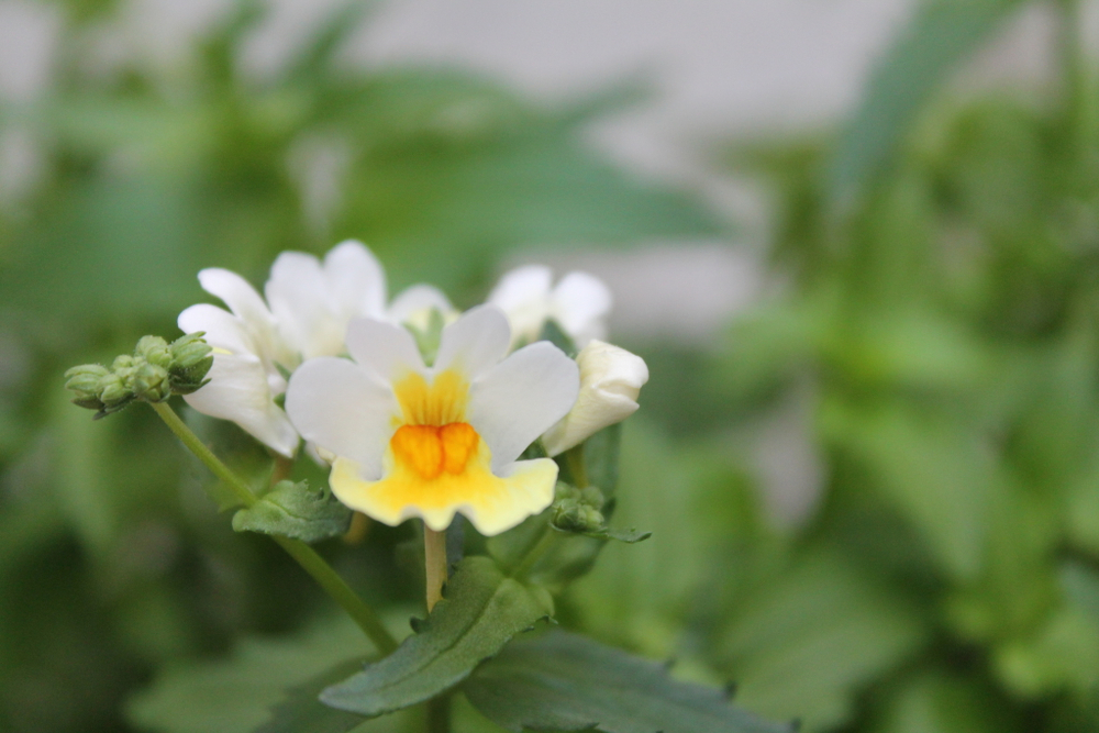 ЕВРО Nemesia Fruticans SUNPEDDLE Yellow White неукор черенок ноябрь 2025