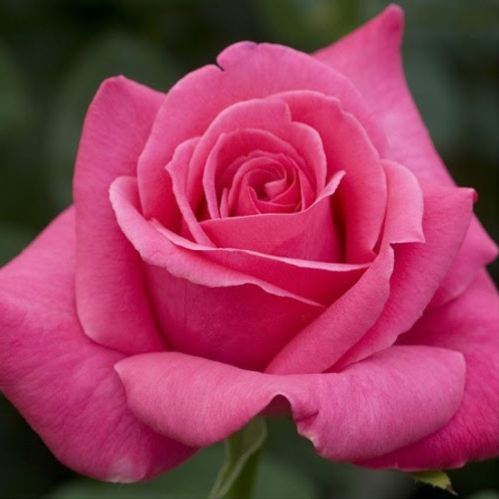 Роза чайно-гибридная Джиральдо/Виен Роуз С3