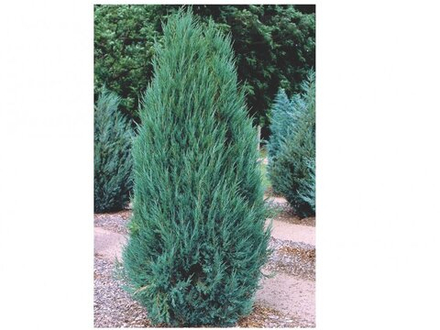 Можжевельник скальный Блю Эрроу С80 300-350