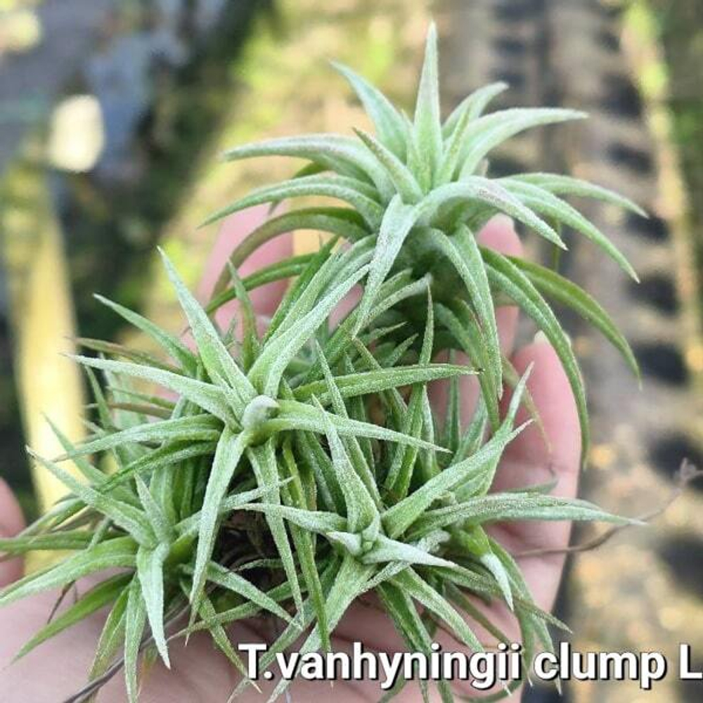 Тилландсия vanhyningii CLUMP L