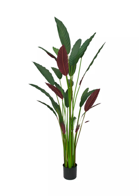 Калатея руфибарба 160см