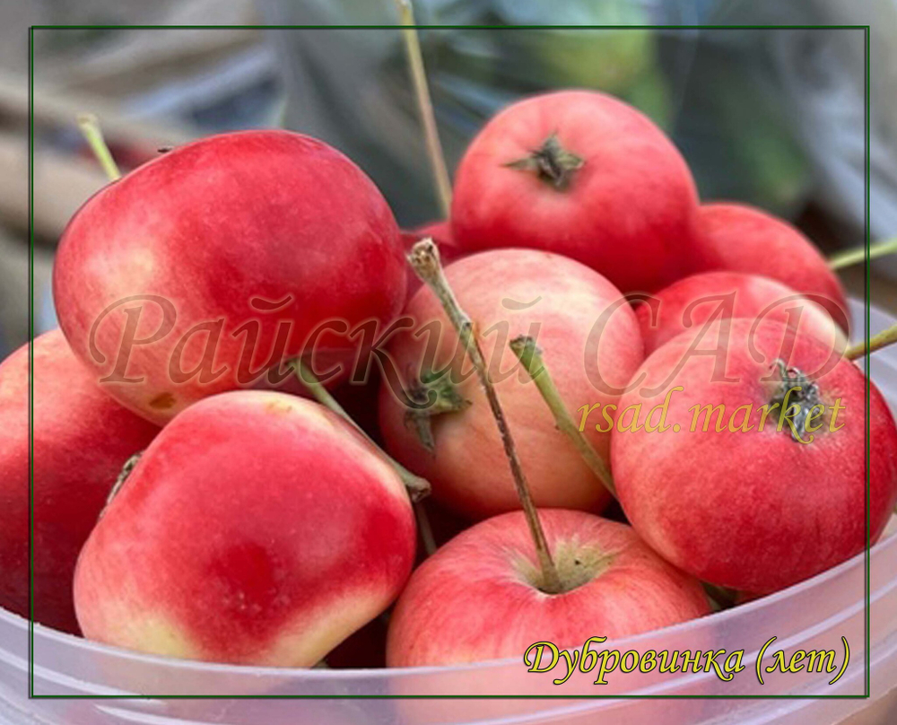 Яблоня Дубровинка