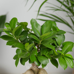 Фикус микрокарпа Гинсенг 12/30