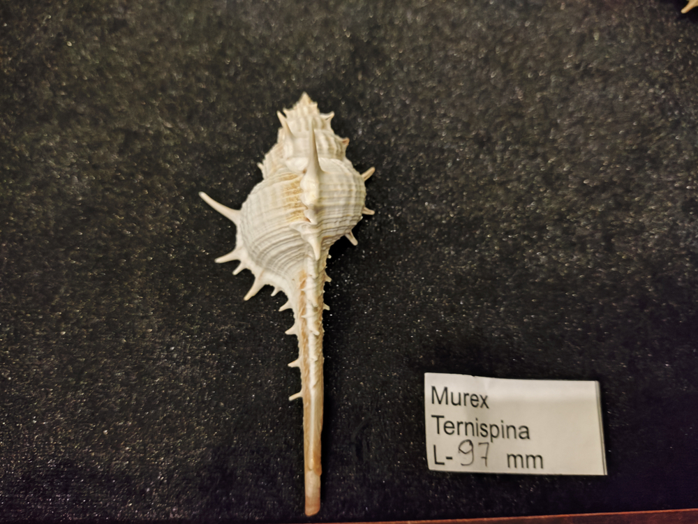 Мурекс Терниспайн