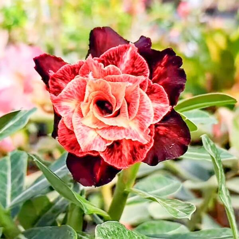 Адениум JAYANTI