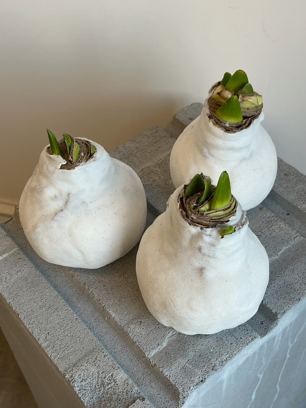 Амариллис луковица - цвет белый