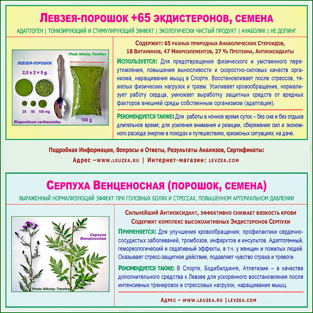 Характеристика левзеи порошка с экдистероном