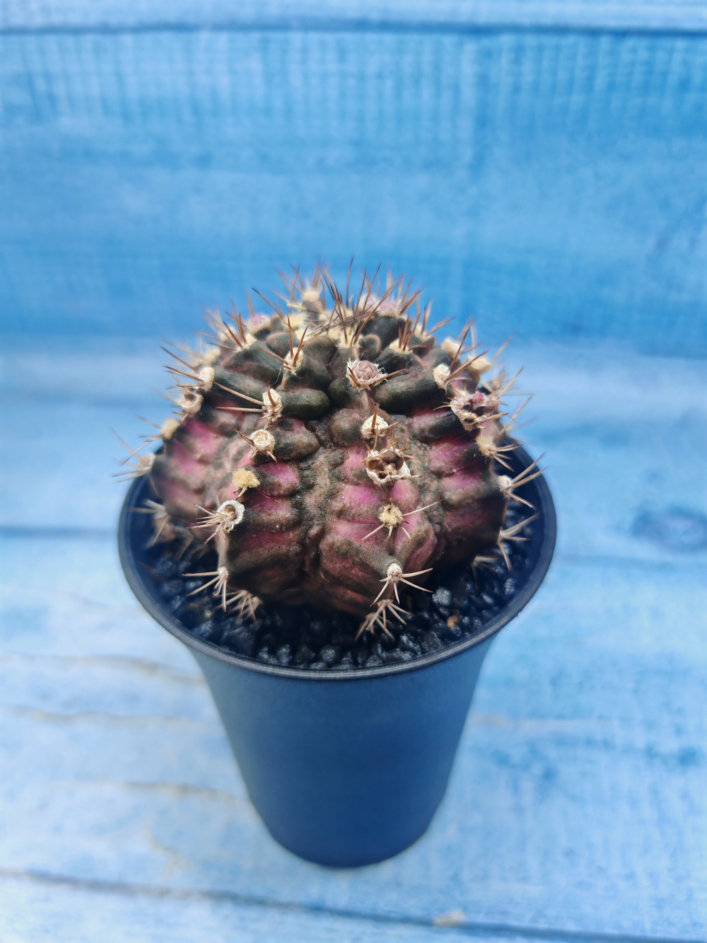 Gymnocalycium T-Rex Pink hybrid (Гимнокалициум)