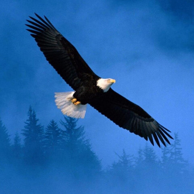 Медитация Орла