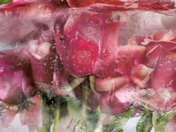 Коллекция Flower Dreams