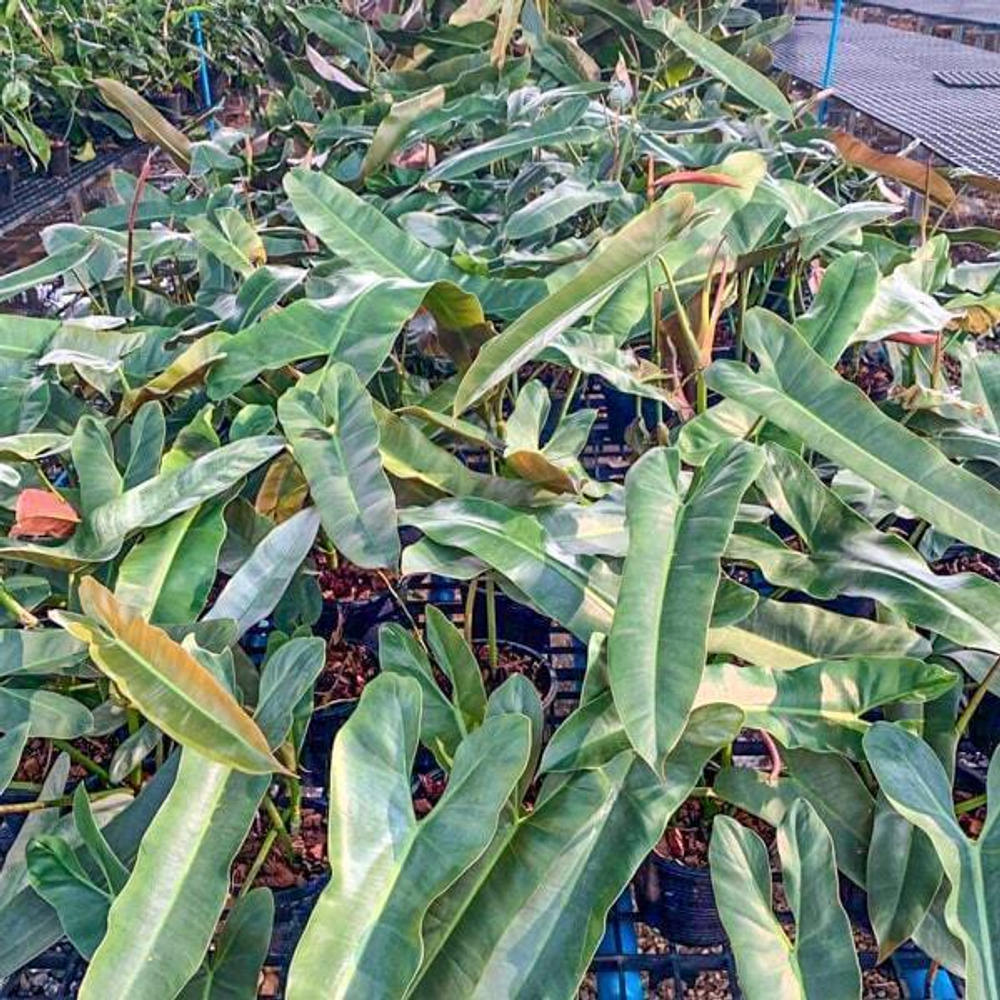 Филодендрон GIGANTEUM VAR s.S