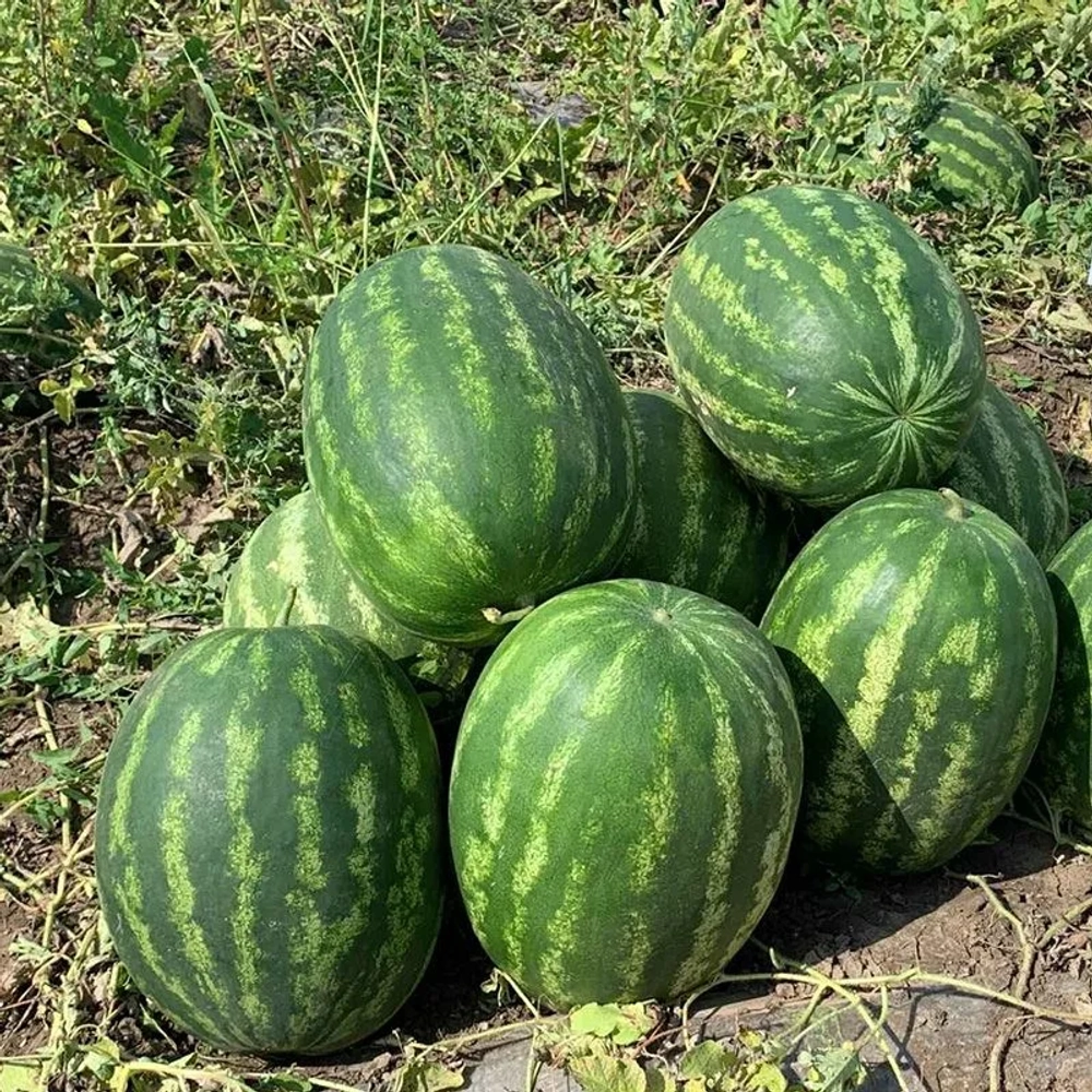 Грин Джар F1 семена арбуза (Seminis / Семинис)